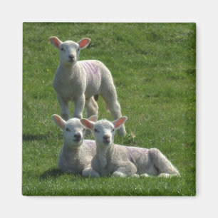 Lambs Magnet