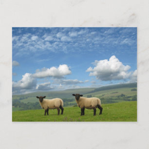 Lambs Postcard