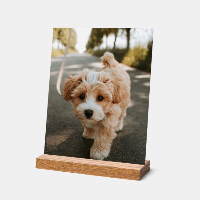 Lamina con foto de perro bonito tierno acrylic sign (Angle)