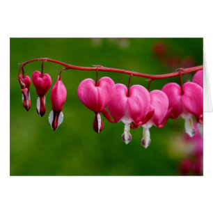 Lamprocapnos spectabilis