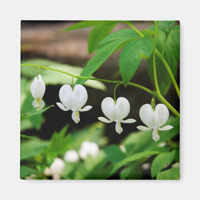 Lamprocapnos spectabilis magnet (Front)