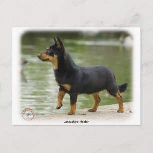 Lancashire Heeler 9R038D-013 Postcard