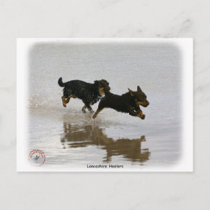 Lancashire Heeler 9R056D-182 Postcard