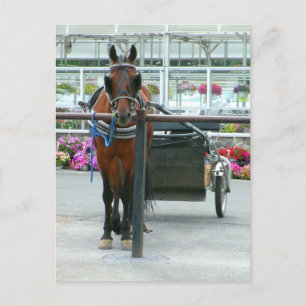 Lancaster Horse Postcard