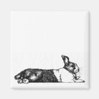 Lance the Unamused Bunneh Magnet