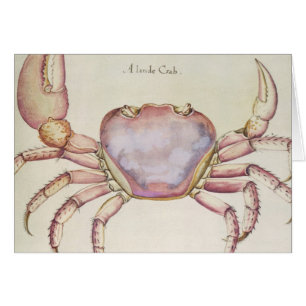 Land Crab
