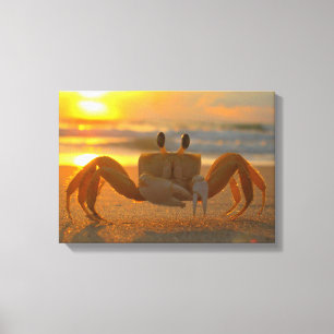 Land Crab at Sunset Canvas Wrap