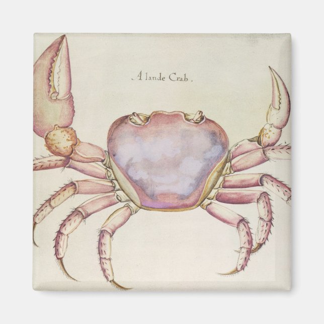 Land Crab Magnet (Front)