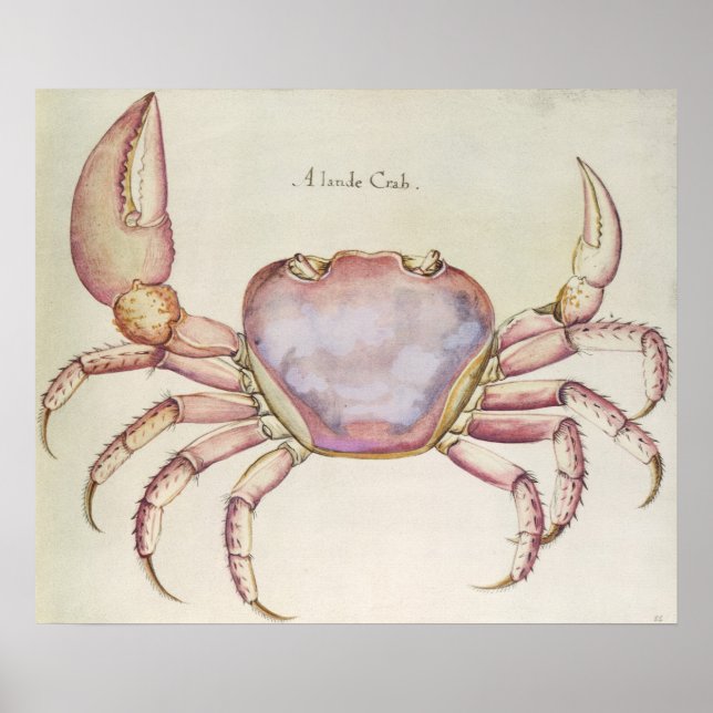 Land Crab Poster (Front)
