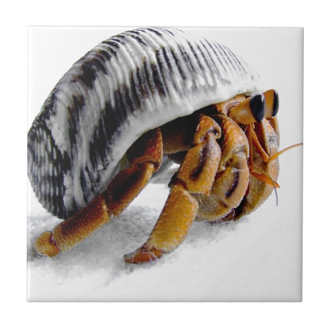 land hermit crab tile (Front)