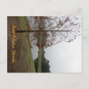 Land O"Lakes Lake Scene Postcard
