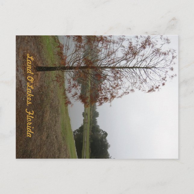 Land O"Lakes Lake Scene Postcard (Front)