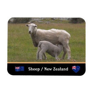 Land of Lamb & Sheep / New Zealand Magnet