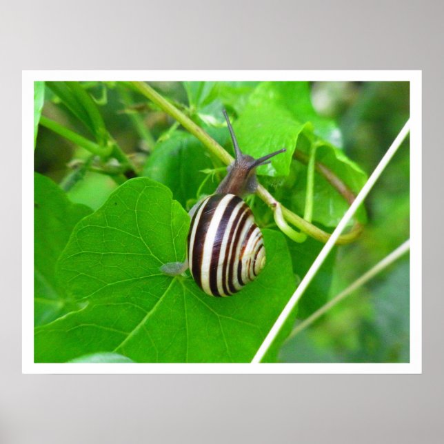 Land Snail on a Leaf Print (Front)