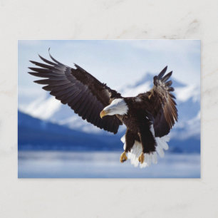 Landing Bald Eagle Postcard