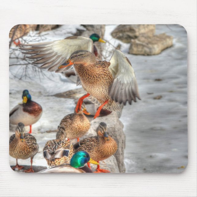 Landing Female Mallard Duck Birdlover Wildlife Mouse Mat (Front)