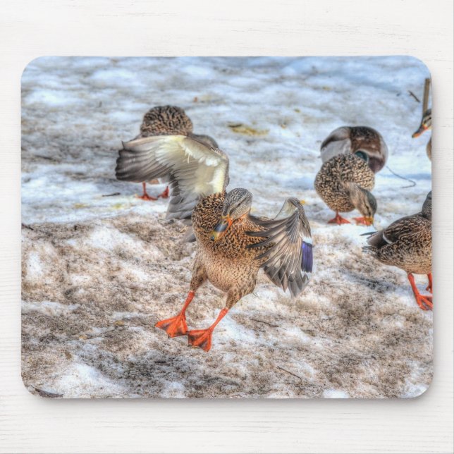 Landing Female Mallard Duck Birdlover Wildlife Mouse Mat (Front)