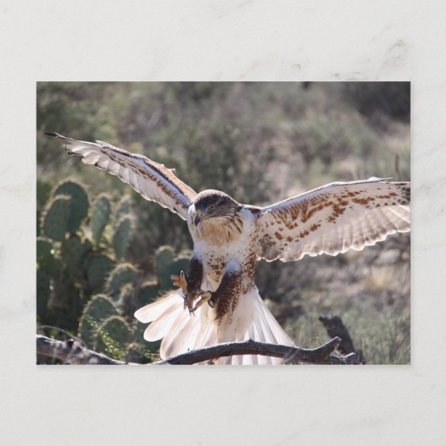 Landing Ferruginous Hawk Postcard (Front)