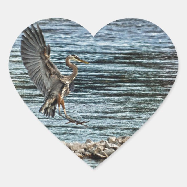 Landing Great Blue Heron Wildlife Birdlover Design Heart Sticker (Front)