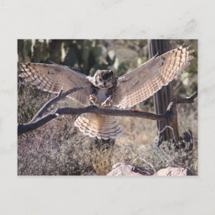 Landing Great Horned Owl Postcard
