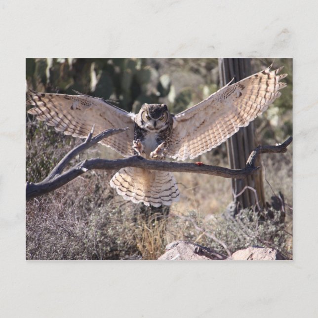 Landing Great Horned Owl Postcard (Front)