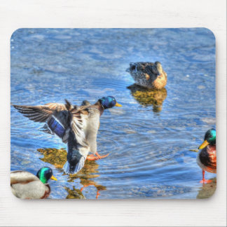 Landing Mallard Drake Birdlover Wildlife Photo Mouse Mat