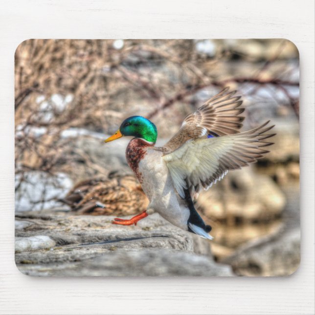 Landing Mallard Drake Wildlife Gift Mouse Mat (Front)
