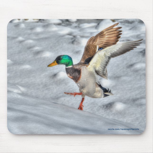 Landing Mallard Duck Drake Wildlife Photo Mouse Mat (Front)