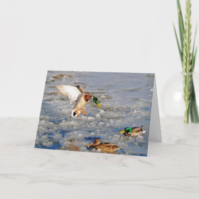 Landing Mallard Duck Wildlife Art Greeting-Card Card (Front)