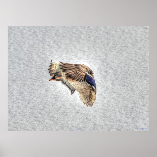 Landing Mallard Duck Wildlife Photo Print (Front)
