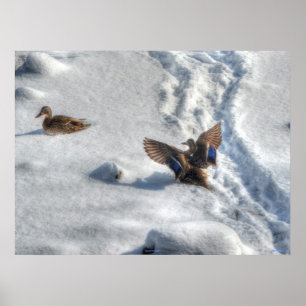 Landing Mallard Duck Wildlife Photo Print