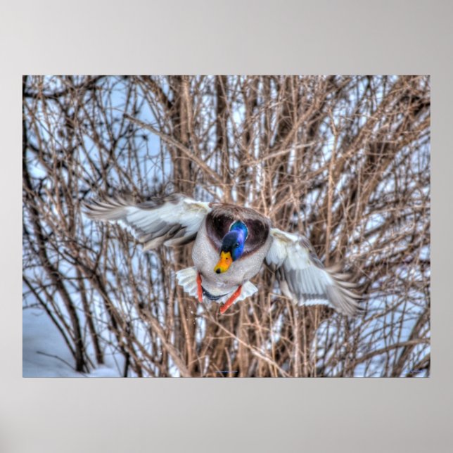 Landing Mallard Duck Wildlife Photo Print (Front)