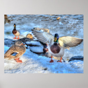 Landing Mallard Duck Wildlife Photo Print