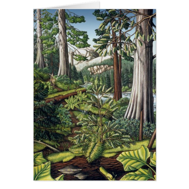 Landscape Art Print Blank Card - BC Forest Cards (Front)