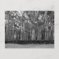 Landscape Banyan Trees B&W Photo