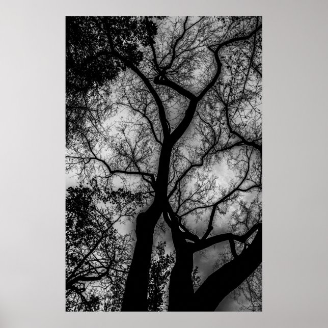 Landscape Black and White Tree Photo Poster (Front)