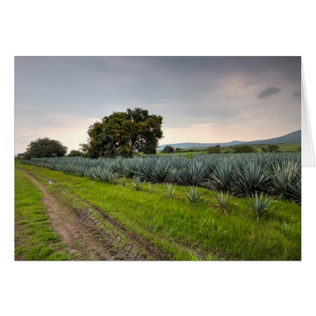 Landscape Of Blue Agave (Front Horizontal)