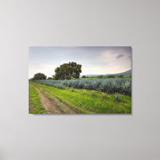 Landscape Of Blue Agave Canvas Print