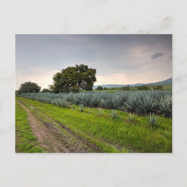 Landscape Of Blue Agave Postcard (Front)