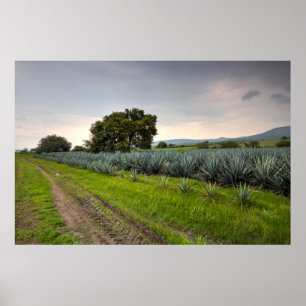 Landscape Of Blue Agave Poster