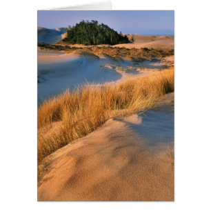 Landscape Of Oregon Sand Dunes