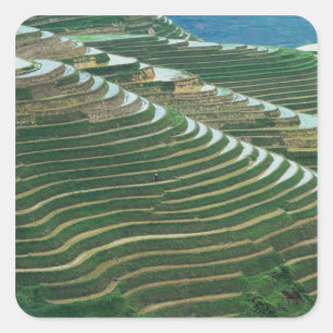 Landscape of rice terraces in the mountain, 3 square sticker