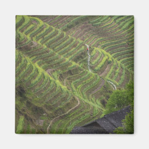 Landscape of rice terraces in the mountain, magnet