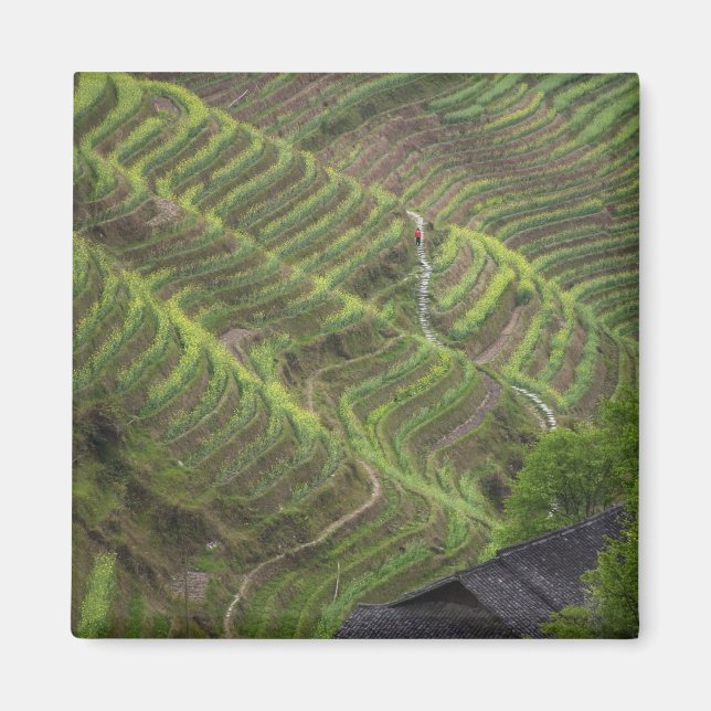 Landscape of rice terraces in the mountain, magnet (Front)
