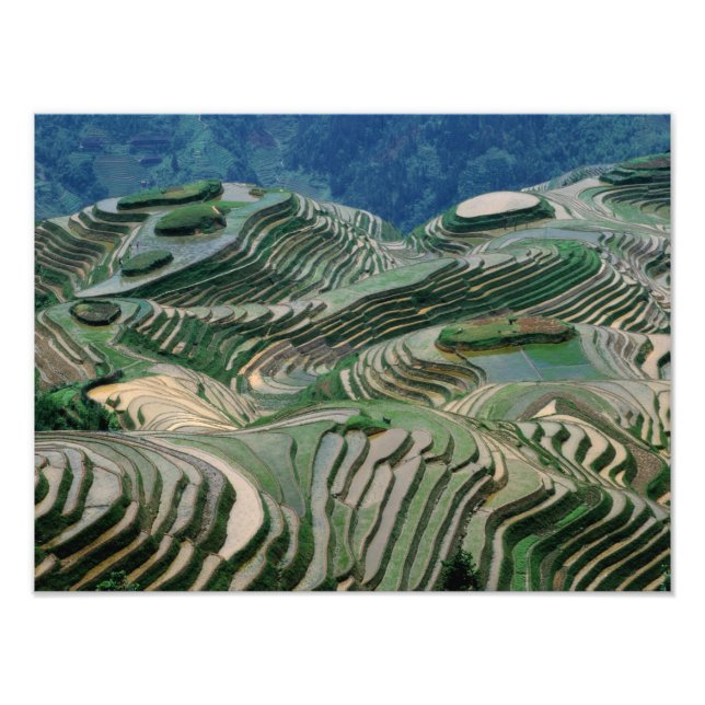Landscape of rice terraces in the mountain, photo print (Front)