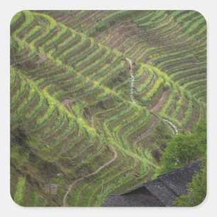 Landscape of rice terraces in the mountain, square sticker