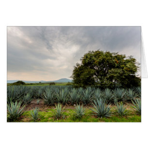 Landscape With Blue Agave