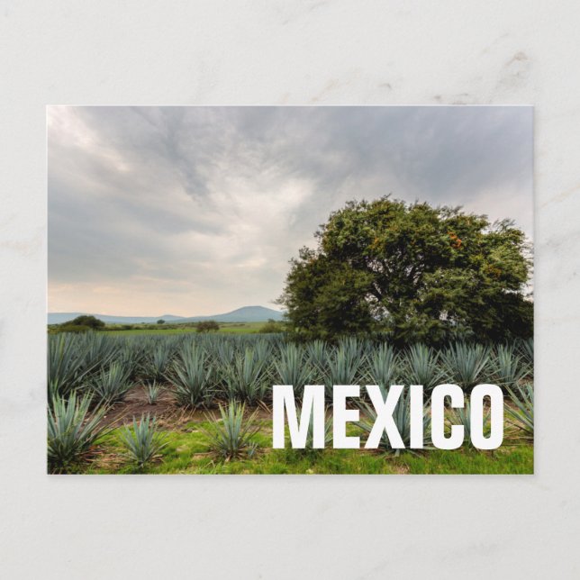 Landscape With Blue Agave Postcard (Front)