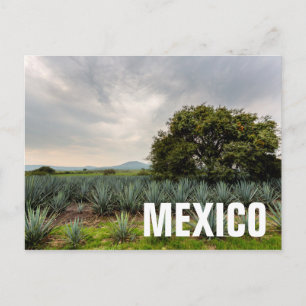 Landscape With Blue Agave Postcard
