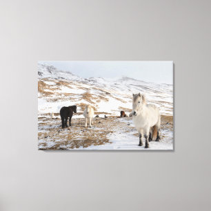 Landscape with Icelandic Horses Canvas Print